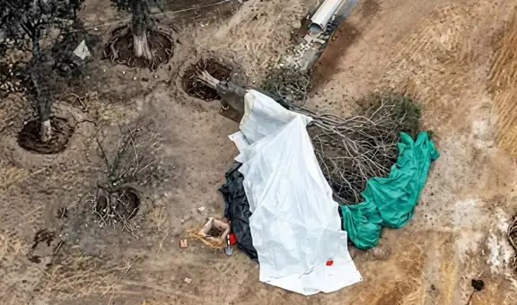 Campo de Marte: la millonaria obra de la MML que mató 63 árboles y deja decenas en riesgo de colapsar