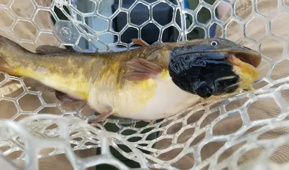 Científicos identifican en peces unas células cancerosas transmisibles que se comportan como parásitos