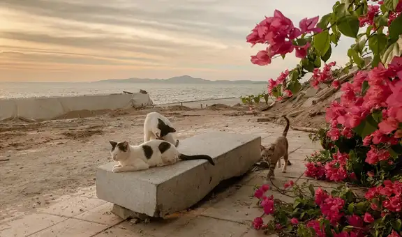 Llevaron cinco gatos a una isla para acabar con una plaga de ratones, pero provocaron la muerte de aves nativas por más de 70 años