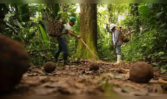 El experimento que salió mal en Argentina: liberaron este animal y ahora destruye los bosques milenarios de la Patagonia