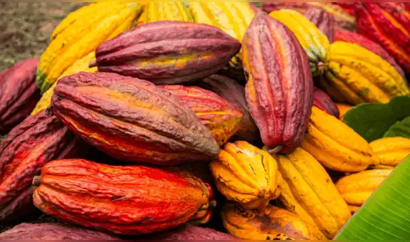 Ni México ni Perú: conoce el país de Sudamérica donde nació el cacao, según estudio