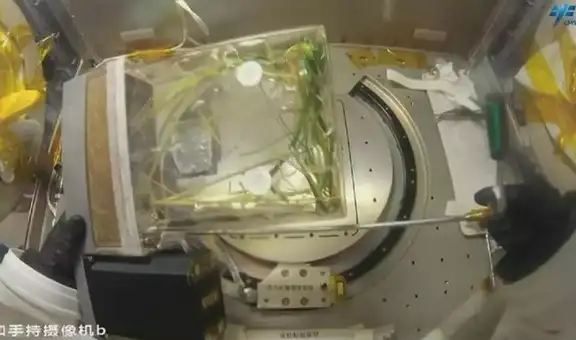 China cosecha las primeras muestras de arroz de su nuevo experimento de agricultura espacial