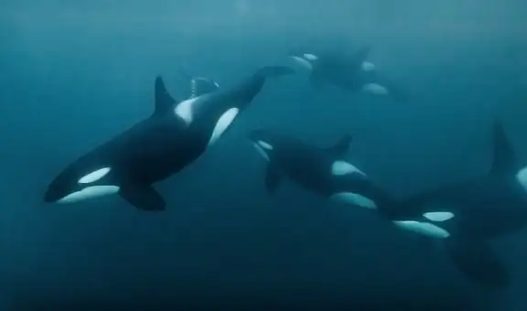 Una criatura de las profundidades del mar es capaz de ahuyentar incluso a las orcas