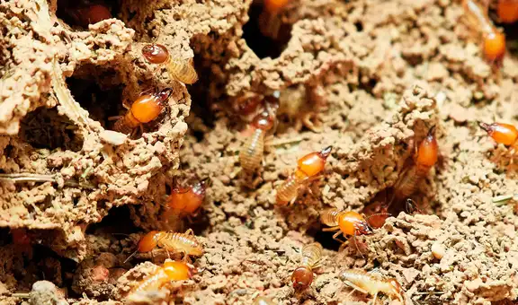 Este es el animal que pone un huevo cada tres segundos, puede vivir hasta 50 años y habita en casi todo el planeta, excepto en la Antártida