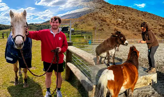 Buscan voluntarios para cuidar caballos, burros y otros animales rescatados en Nueva Zelanda: ofrecerán alojamiento gratis
