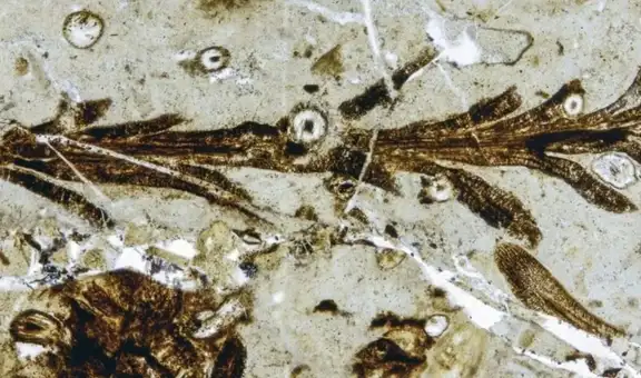 Científicos descubren en la Patagonia una planta de 150 millones de años que revela cómo eran los bosques del Jurásico