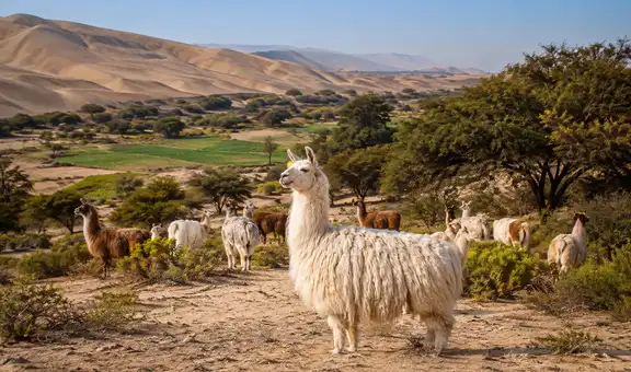 Dejó Lima para vivir en el desierto más árido de Perú: 30 años después, un rebaño de llamas creó un sorprendente ecosistema