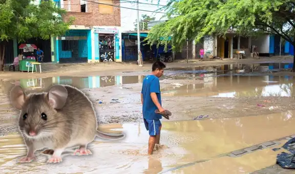 Leptospirosis en Perú alcanza cifra récord de muertes y hospitalizados en 2026: El Niño agravaría panorama