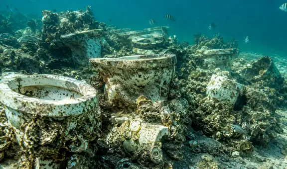 Convierten más de 6.500 inodoros viejos en arrecifes artificiales y logran recuperar un ecosistema costero después de una década