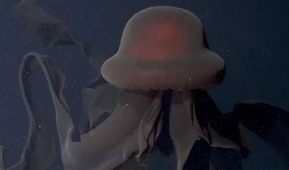 Avistan una misteriosa criatura en las profundidades del océano: tiene brazos de más de 10 metros de largo