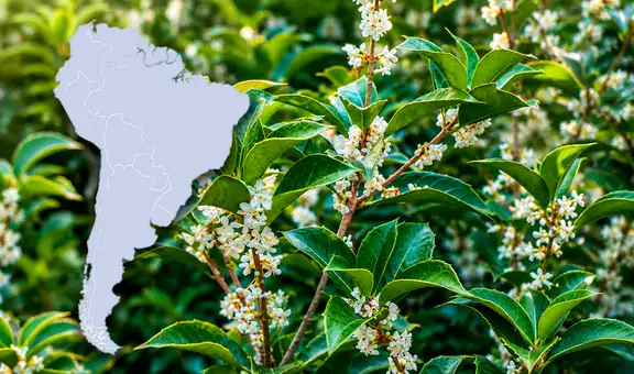 El árbol con uno de los mejores aromas del mundo se cultiva en Sudamérica: produce un ‘oro líquido’ que perfuma calles enteras