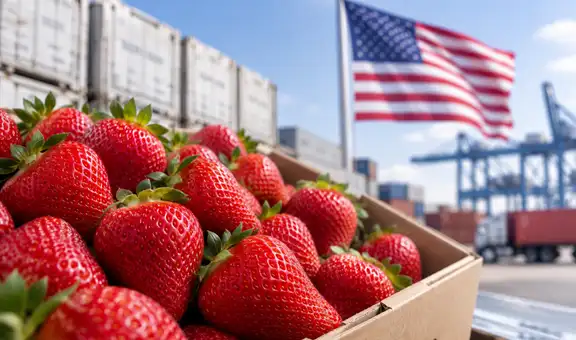 Fresa peruana gana terreno en EE.UU.: exportaciones crecieron 35,5% y superaron los US$21 millones