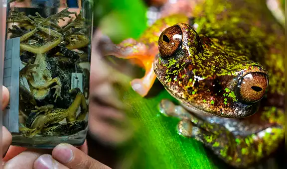 Descubren en Costa Rica una nueva especie de rana: tiene menos de cuatro centímetros, presenta manchas oscuras y es "cafetera"