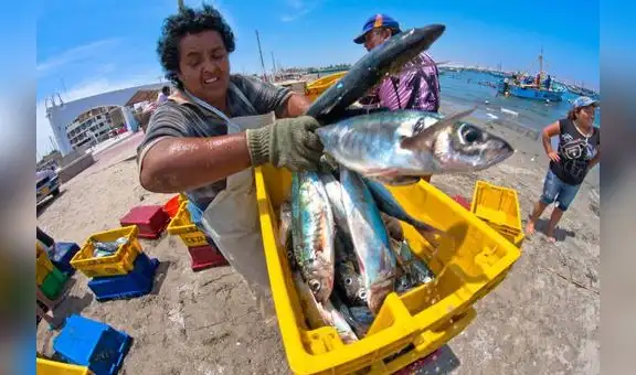 El Niño 2026: Urgen blindar la biodiversidad marina, la pesca y el turismo en el Perú