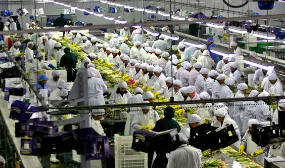 OCDE pide eliminar beneficio tributario de grandes agroexportadoras: pagan 15% de IR pese a su fuerte crecimiento
