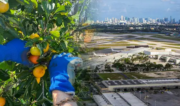 Buscan voluntarios para vivir gratis en Miami: ofrecen habitación y baño privados a cambio de cuidar bosques 20 horas por semana