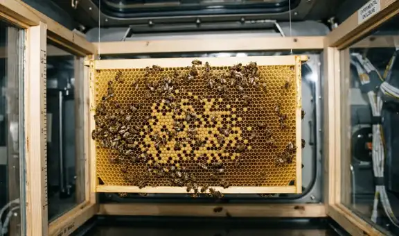La NASA envió 3300 abejas al espacio para hacer panales sin gravedad: desde chocar contra las paredes hasta construir una estructura de 200 cm