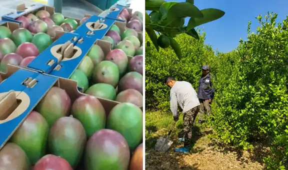Cultivos en riesgo: Lluvias propiciadas por El Niño podrían afectar el 60% de la producción en Piura