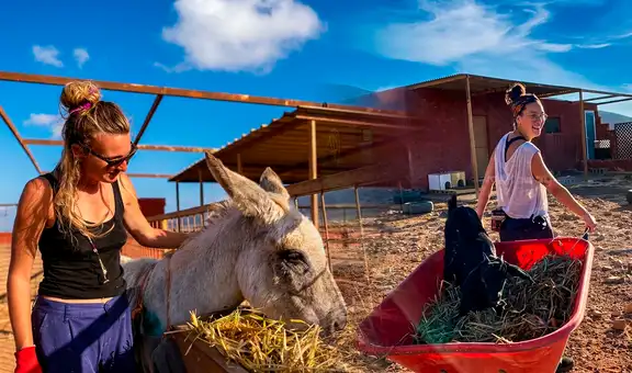 El increíble refugio en España que busca voluntarios para vivir gratis en Islas Canarias: cuidarían animales rescatados durante 3 semanas
