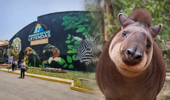“Hasta siempre, Pancha”: Parque de las Leyendas despide a tapir rescatada que albergó durante 20 años