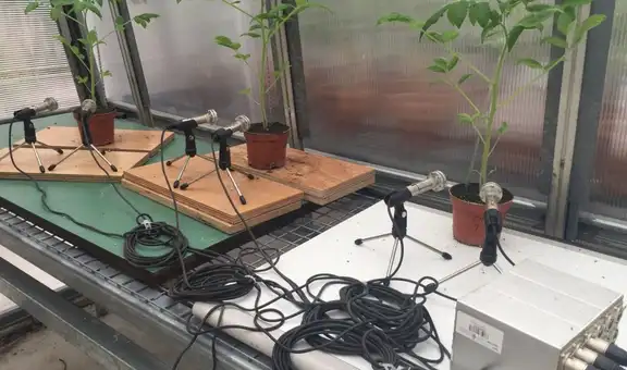 Las plantas “gritan” cuando están estresadas: científicos descubrieron los sonidos que emiten y son imperceptibles para los humanos