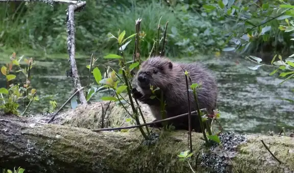 En 2025, Inglaterra liberó castores en un bosque y, en apenas un año, lograron cambiar el paisaje y transformarlo en un humedal rico en vida silvestre