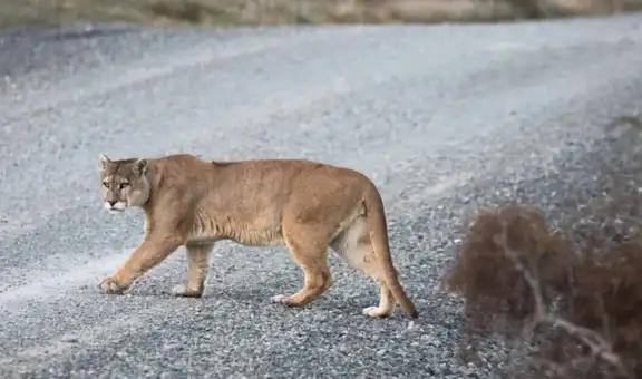Un puma huérfano que no olvida su origen: regresó 3 veces al lugar exacto donde fue rescatado de cachorro en la carretera