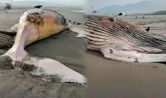 Enorme ballena jorobada de 14 metros muere tras quedar varada en playa de Arequipa: IMARPE analiza sus restos