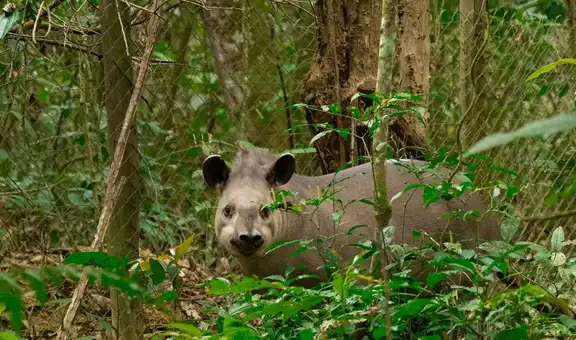 Plantaron 840.000 árboles en una antigua zona ganadera de Brasil: 25 años después regresó un animal desaparecido hacía un siglo