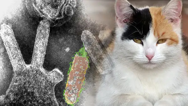 Lyssavirus: ¿qué es y cómo se transmite este virus, según la OMS?