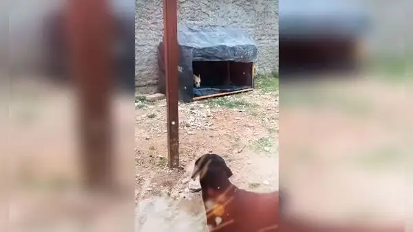 Pareja adopta unos perros de la calle y le construye una casa de madera