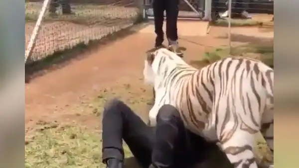 Hombre se reencuentra con tigre salvaje que cuidó de bebé y felino tiene efusiva reacción [VIDEO]