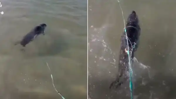 Hombre ve a extraño animal atrapado en una red cerca a la orilla de una playa y le salva la vida [VIDEO]