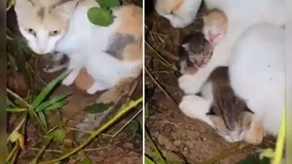 Gata callejera guía a hombre hasta donde están sus bebés para que los rescate del frío de la calle [VIDEO]