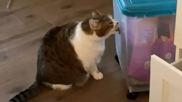 Gato obeso es puesto a dieta estricta y tiene curiosa reacción al ver su comida favorita [VIDEO]