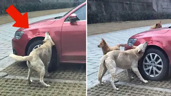 Facebook viral: chofer agrede un perro que regresa con su pandilla para destrozar su auto [FOTOS] 