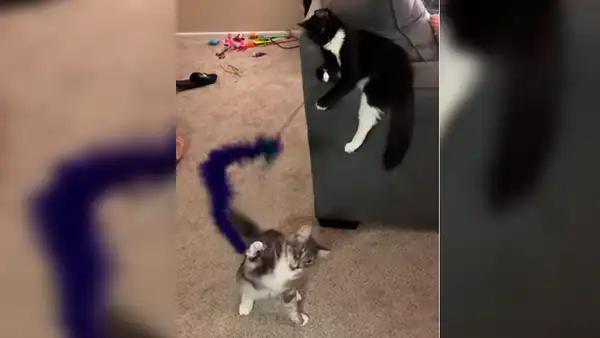 Novios vuelven a casa y encuentra que su gato tiene nueva ‘mascota’ para jugar [VIDEO]