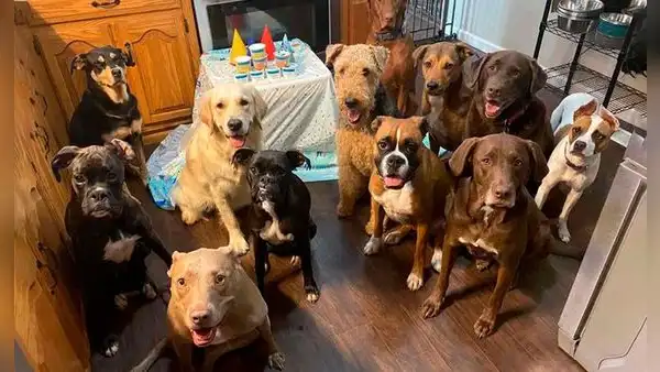 Perrita se divierte en su fiesta de cumpleaños y hace divertidas poses al lado de sus ‘amigos’ [FOTOS]