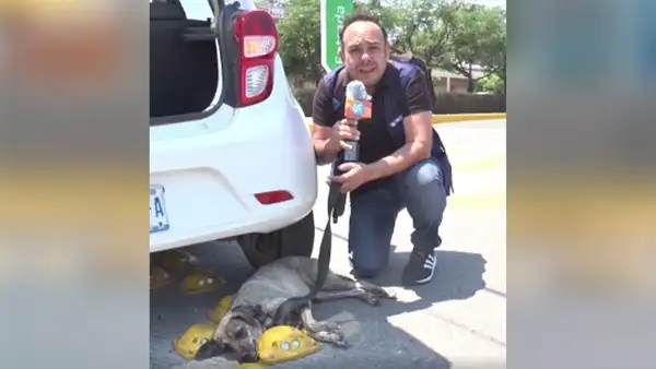 Reportero para su transmisión en vivo para ayudar a un perro callejero que estaba herido [VIDEO]