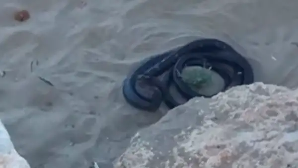 YouTube viral: misteriosas criaturas negras surgen de enormes rocas y aterran a turistas [VIDEO]