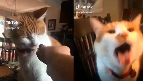 Gato hace curiosos 'gestos’ cuando su dueña no le da su comida favorita [VIDEO]