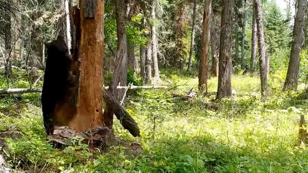 Facebook viral: hambriento oso encuentra comida dentro de árbol y hace lo imposible para sacarlo [VIDEO] 