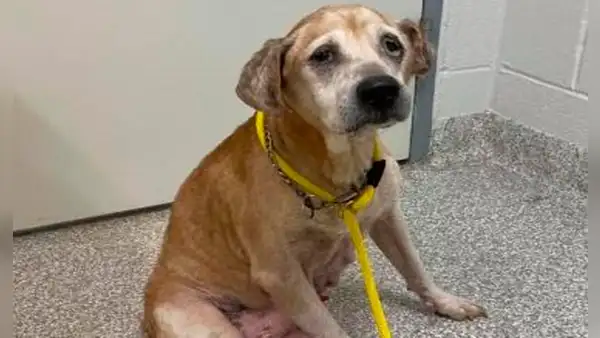 Rescatistas dan nueva oportunidad a perrito anciano abandonado