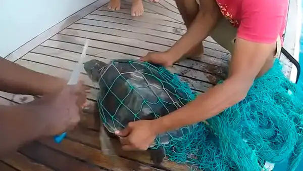Buzo halla a tortuga atrapada en la basura, la rescata y ocurre una tierna escena [VIDEO]