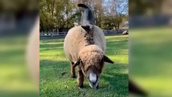 Llevan un gato a una granja y se convierte en el mejor amigo de una oveja [VIDEO]