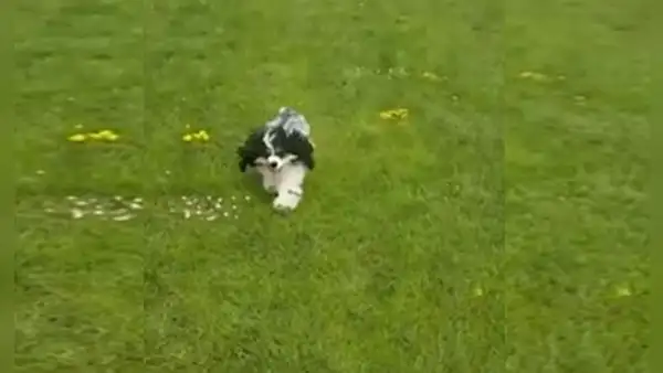 Cachorro con discapacidad vuelve a caminar y ahora ‘juega’ con sus amigos