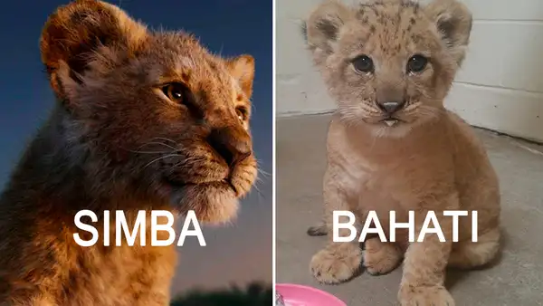 El Rey León: conoce a Bahati, la tierna felina que inspiró a Disney para crear live action [VIDEO]