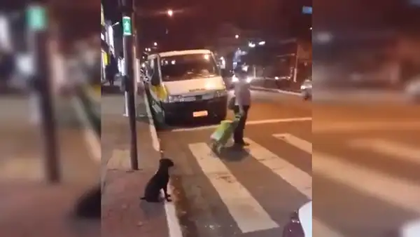 VíaFacebook : Perro se hace viral por respetar el semáforo y una señora no [VIDEO]