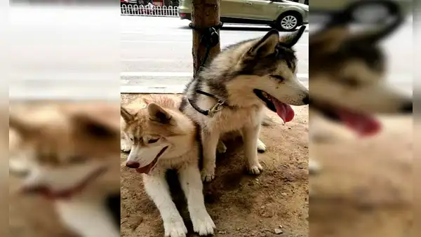 Perrito ayuda a su ‘hermano’ con discapacidad visual a saltar de una banqueta 