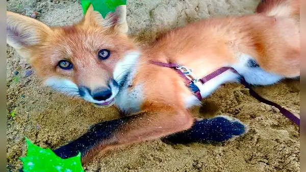 Joven rescata a un zorro que iba a ser sacrificado para fabricar un abrigo
